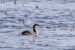 2-Grèbe esclavon | Podiceps auritus | Horned Grebe
